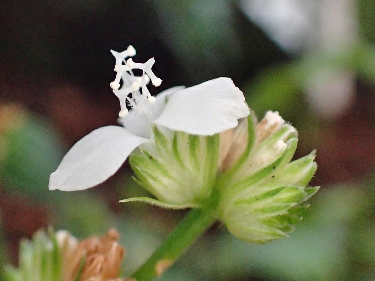 Callisia gentlei flower