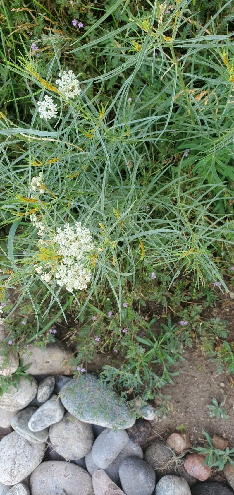 Asclepias verticillata flower