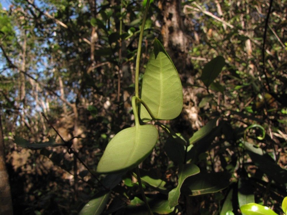 Parsonsia populifolia — houseplant care guide