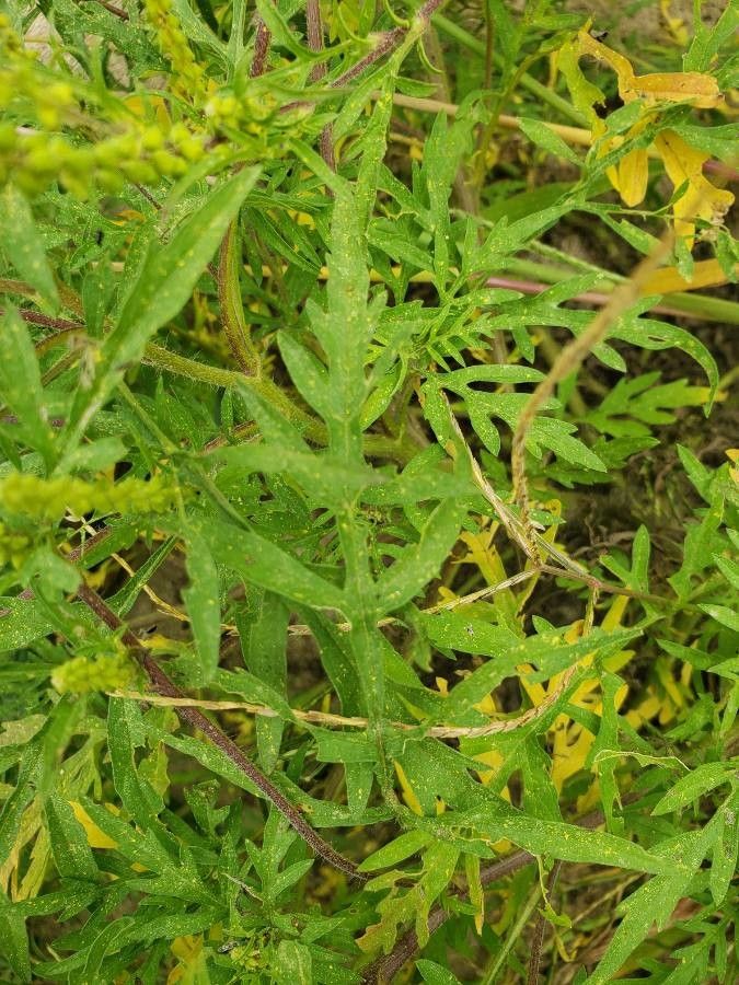 Ambrosia psilostachya leaf