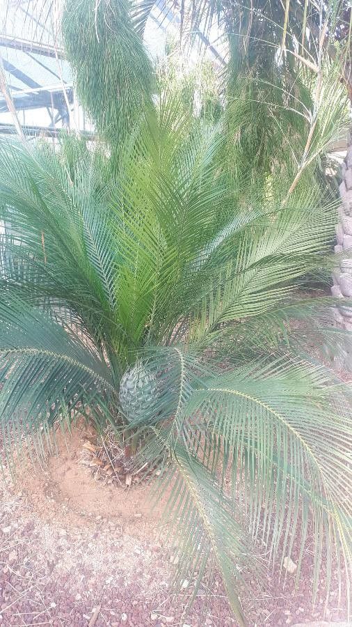 Macrozamia communis fruit