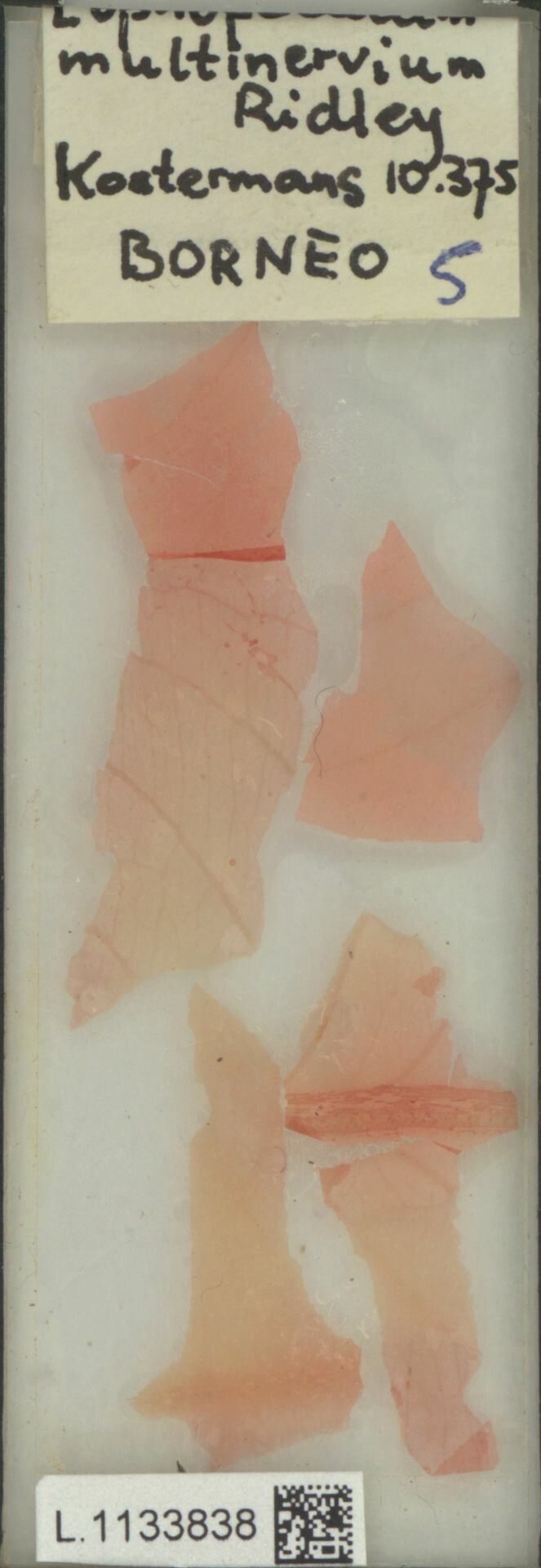 Lophopetalum multinervium — related species from the same genus