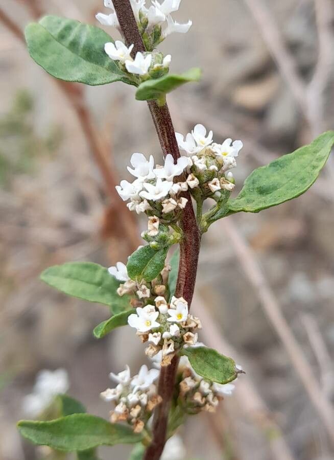 Lippia integrifolia flower