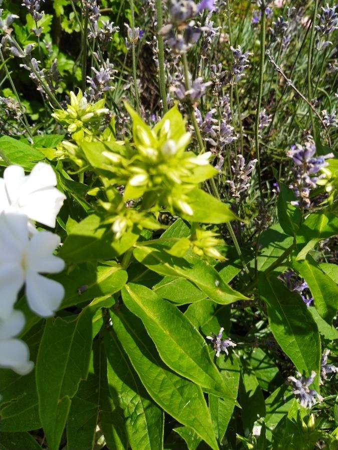 Phlox carolina leaf