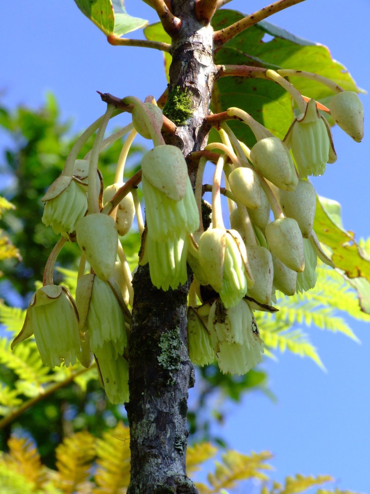 Sloanea montana — houseplant care guide