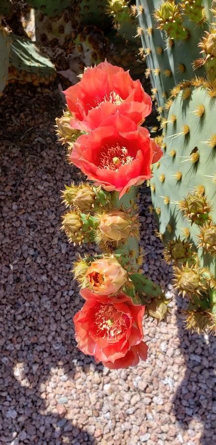 Opuntia aciculata fruit