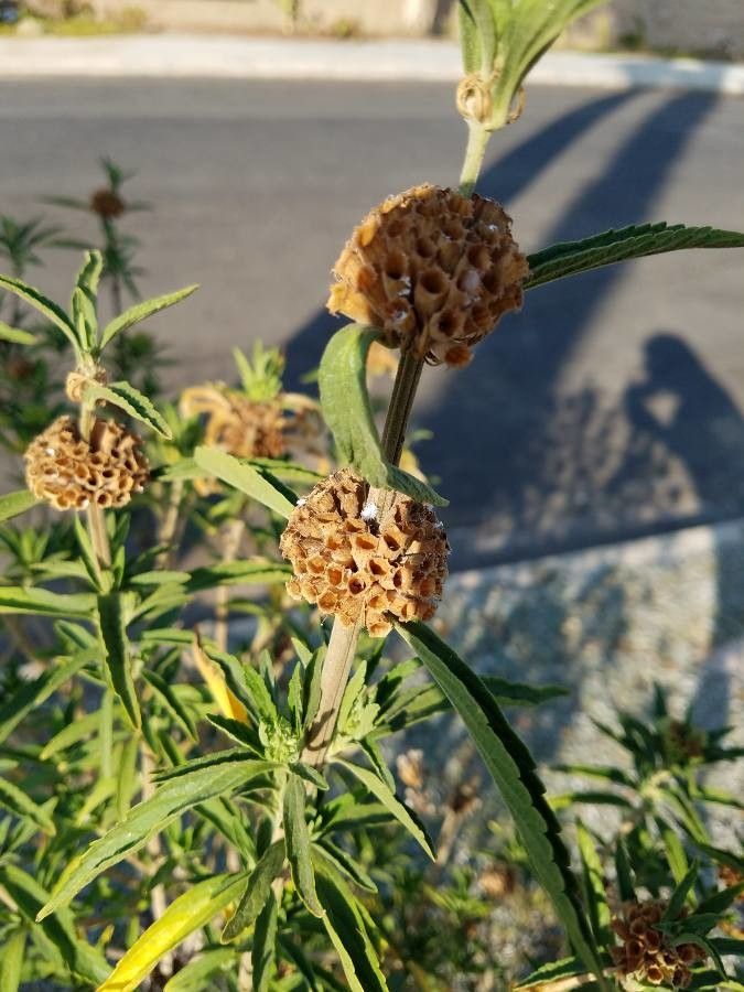 Leonotis leonurus fruit