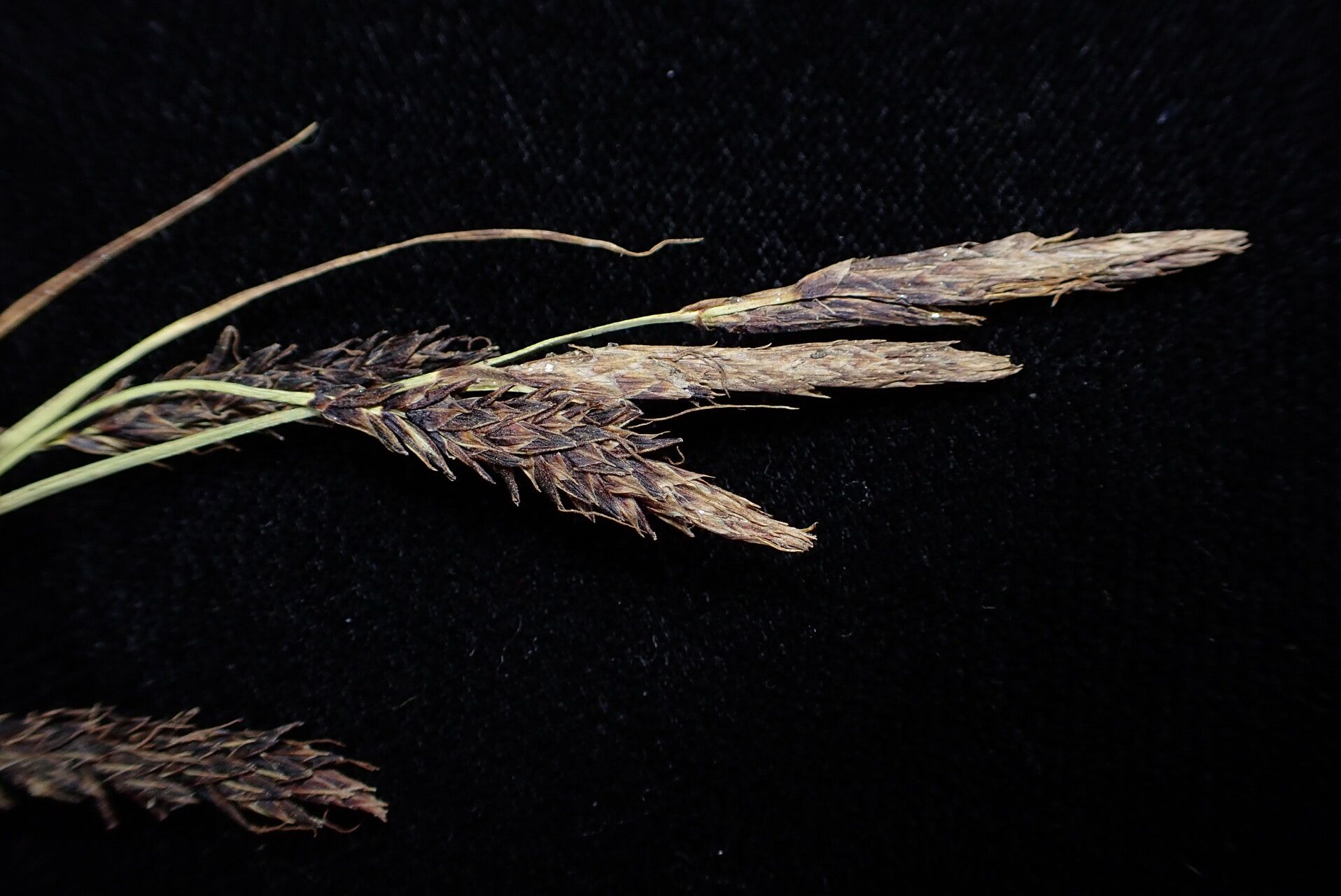Carex haematostoma fruit
