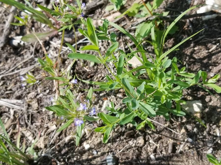 Collinsia parviflora flower