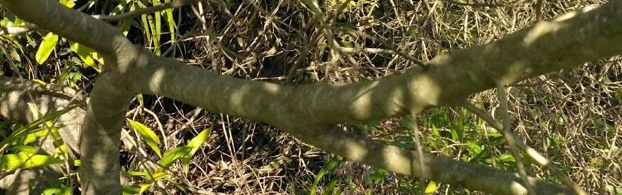 Nectandra angustifolia bark