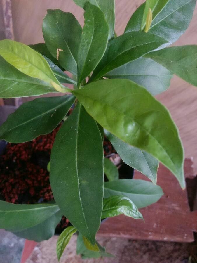 Brunfelsia grandiflora leaf