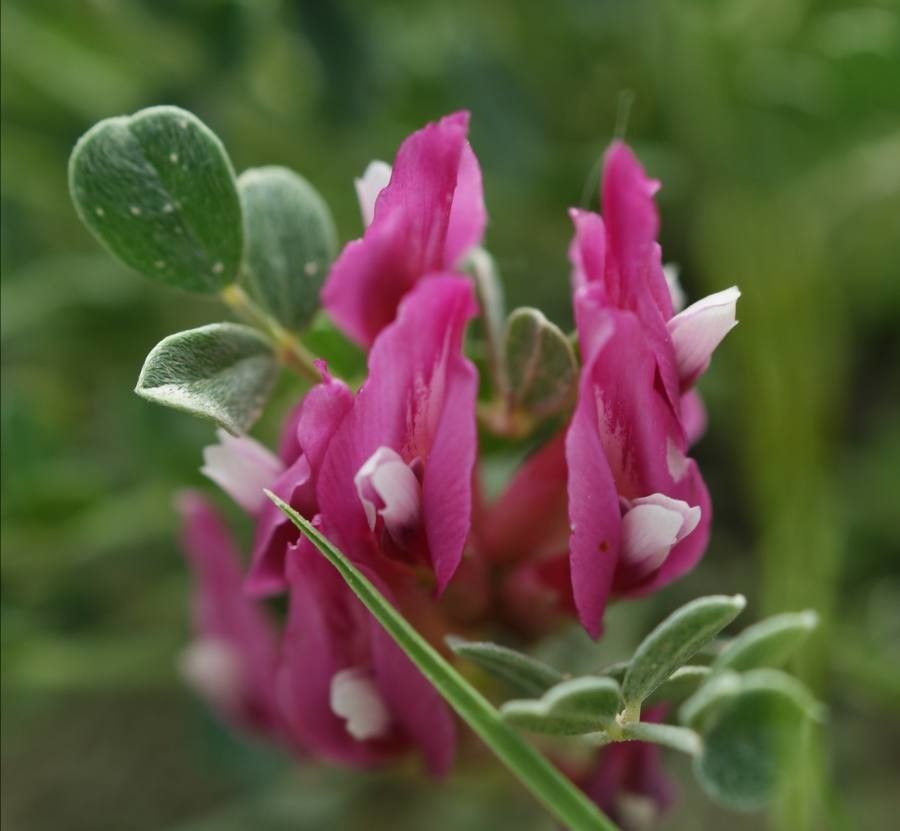 Astragalus incanus flower