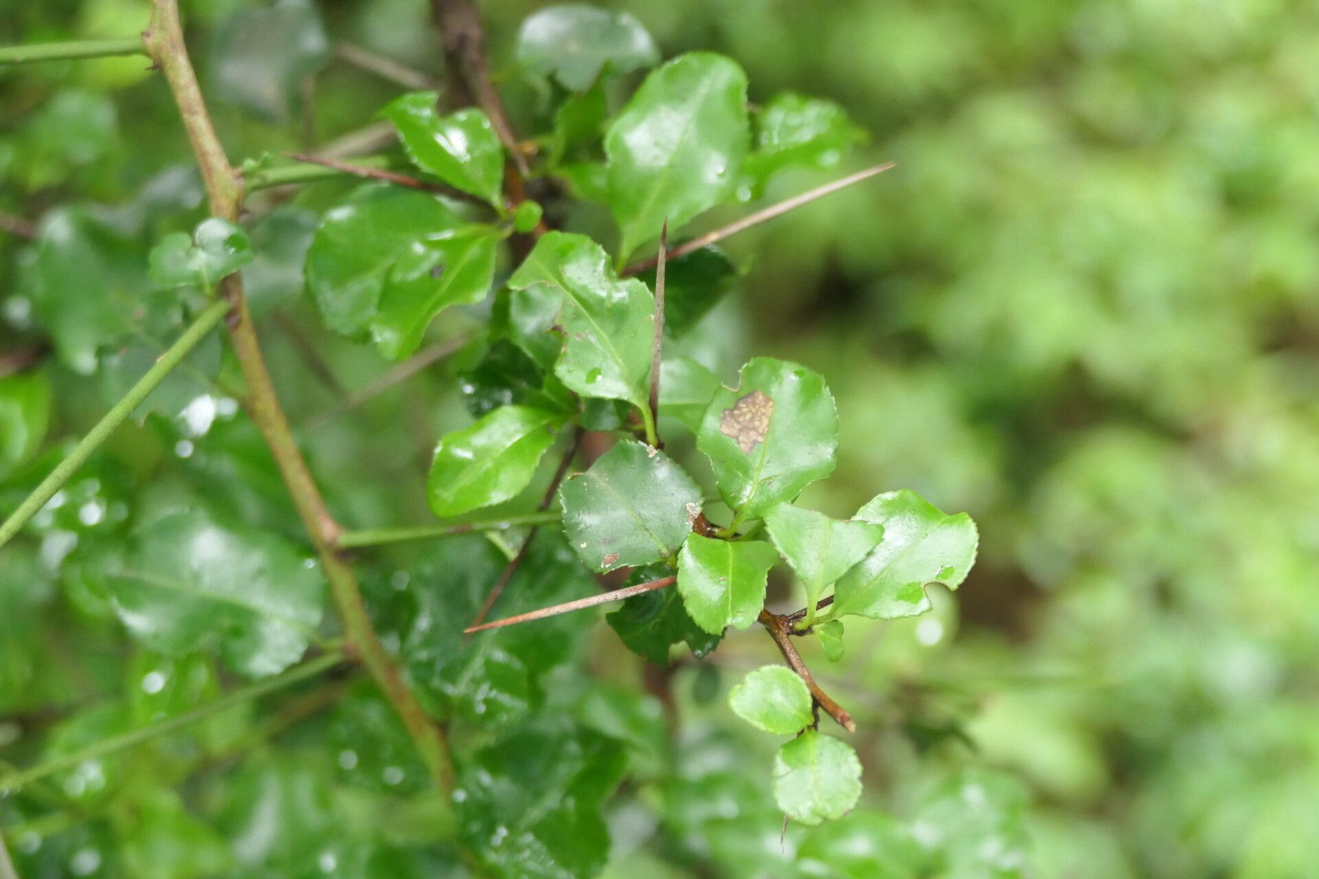 Gymnosporia rubra — houseplant care guide