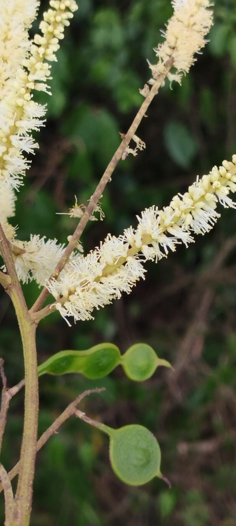 Pseudopiptadenia bahiana flower
