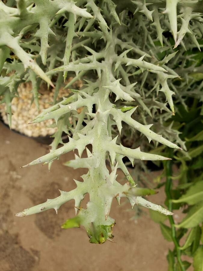 Euphorbia stenoclada leaf