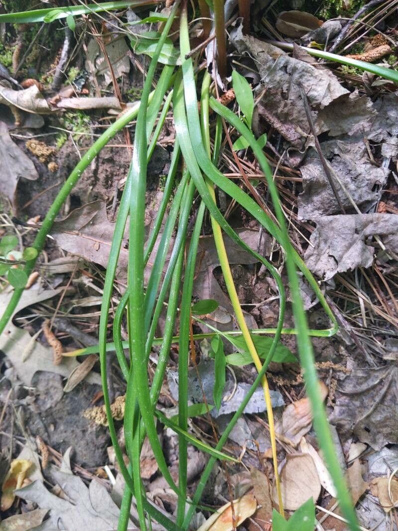 Zephyranthes atamasco leaf