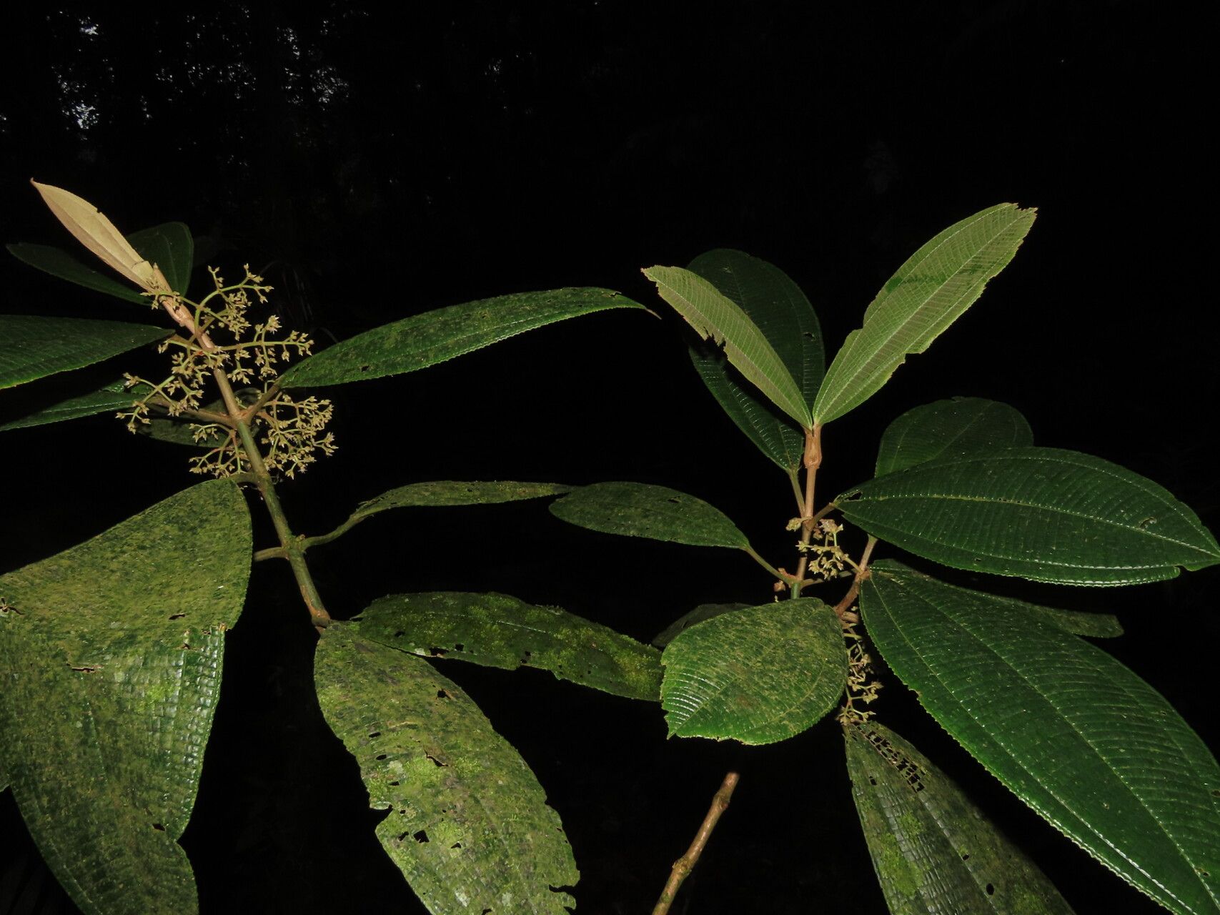 Miconia magnifolia leaf