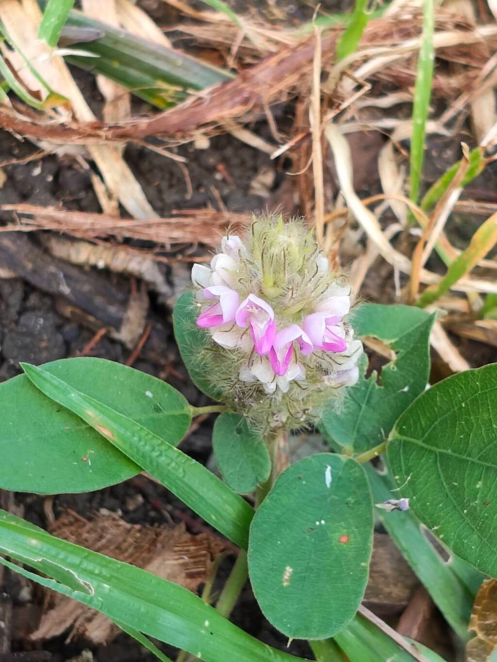 Uraria lagopodioides flower