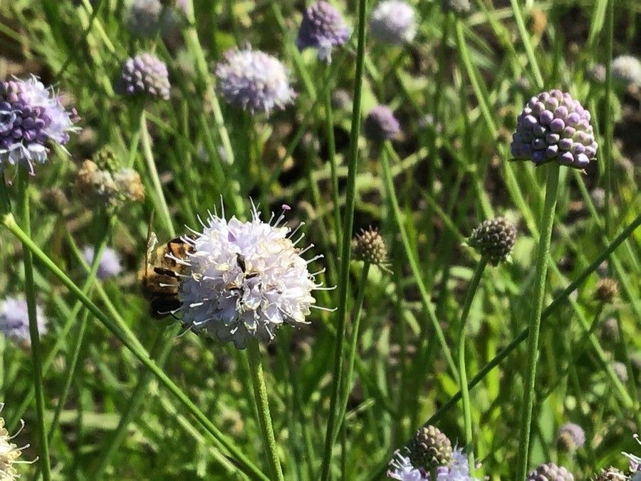 Succisella inflexa flower