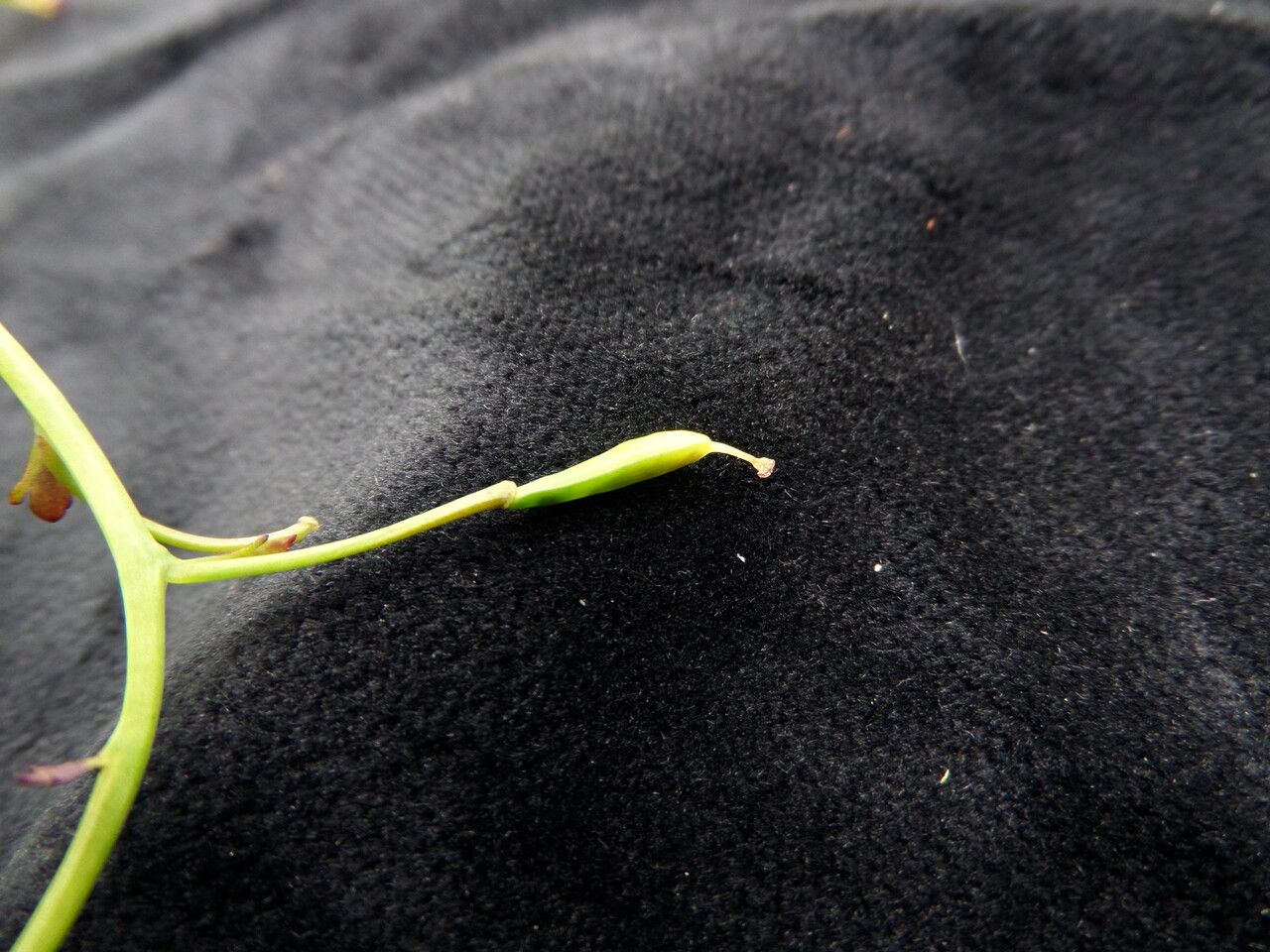 Corydalis calycina fruit