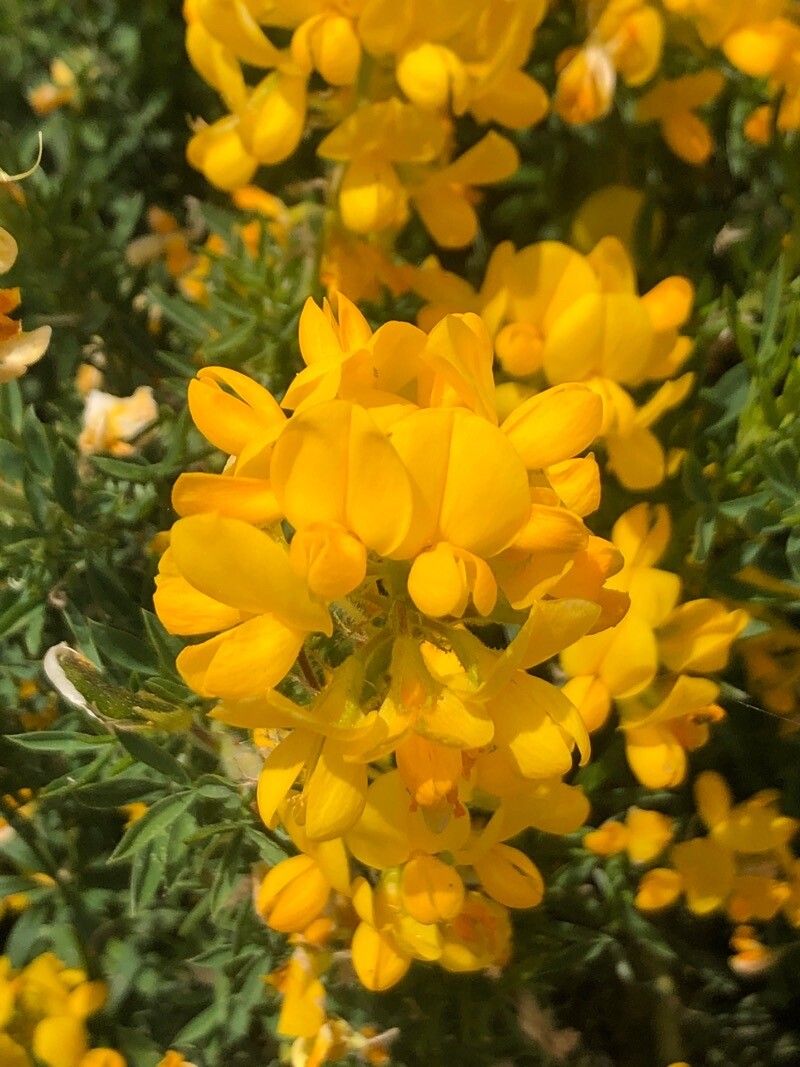 Adenocarpus hispanicus flower