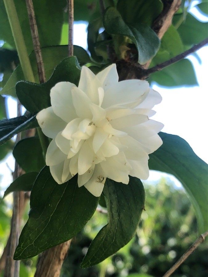 Philadelphus purpurascens flower