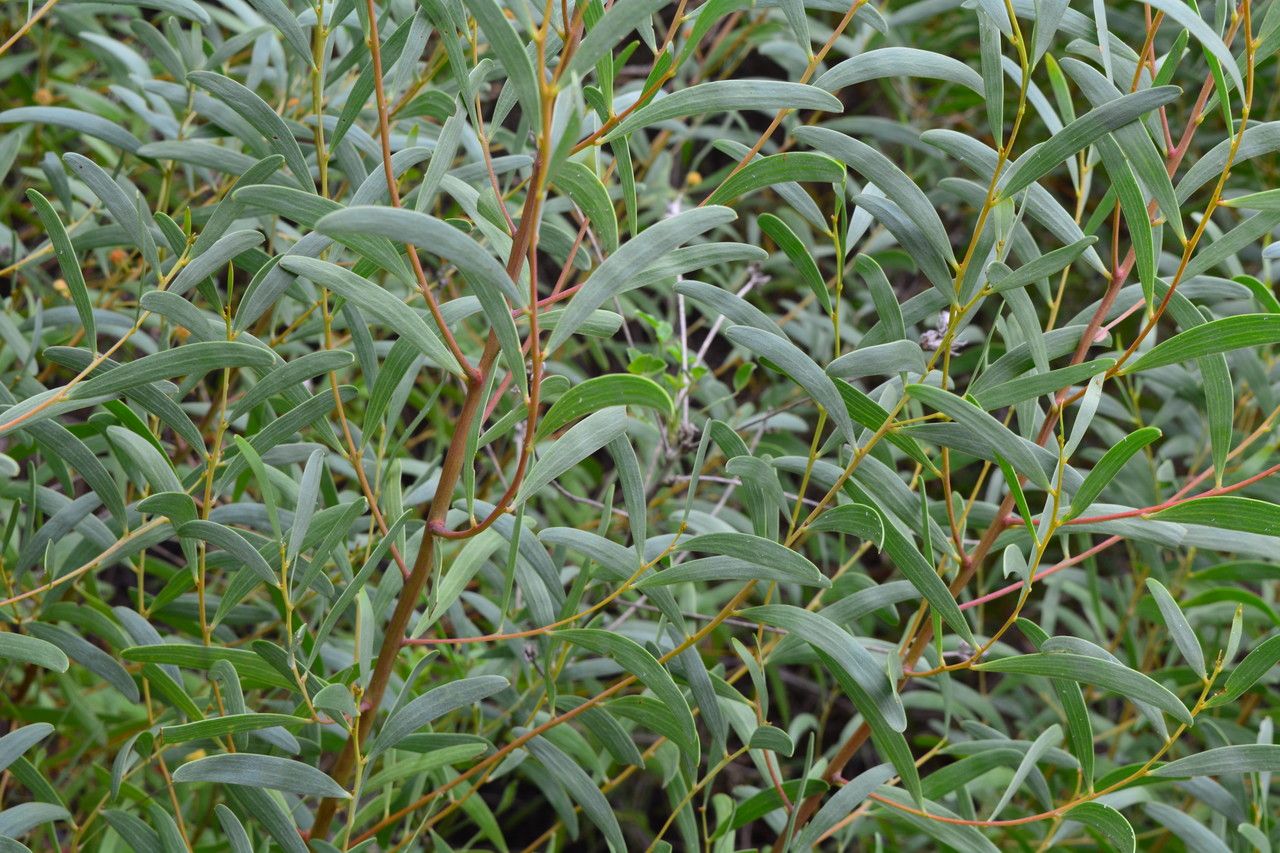 Acacia cyclopis — search result for 'Acacia'