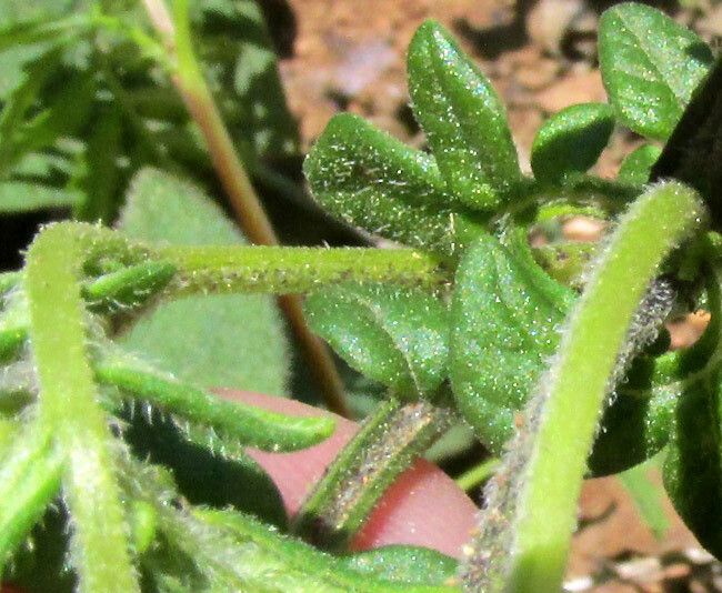 Solanum polyadenium leaf