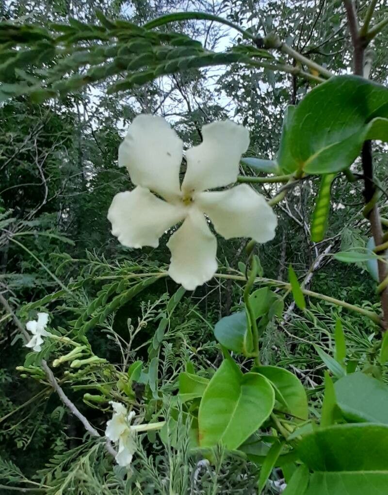 Echites umbellatus flower