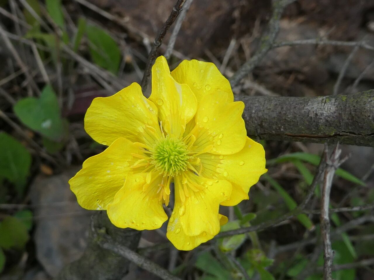 Ranunculus monspeliacus flower