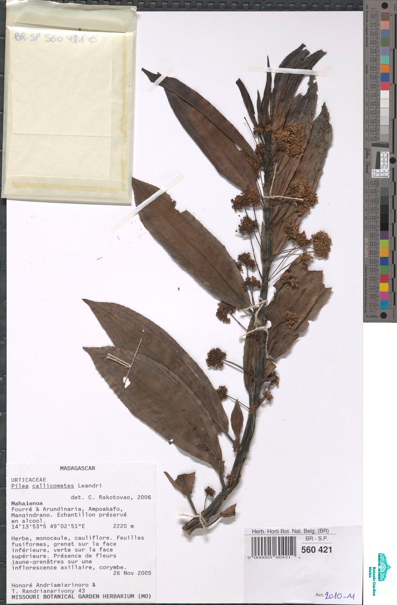 Pilea callicometes — search result for 'Pilea'