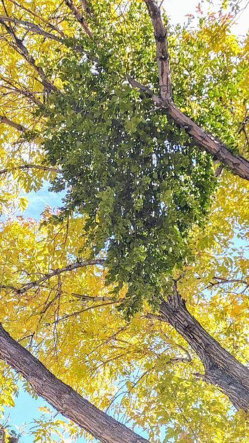 Phoradendron macrophyllum habit