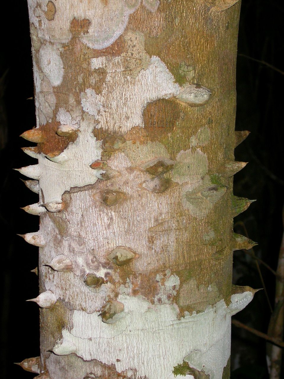 Zanthoxylum rhoifolium bark