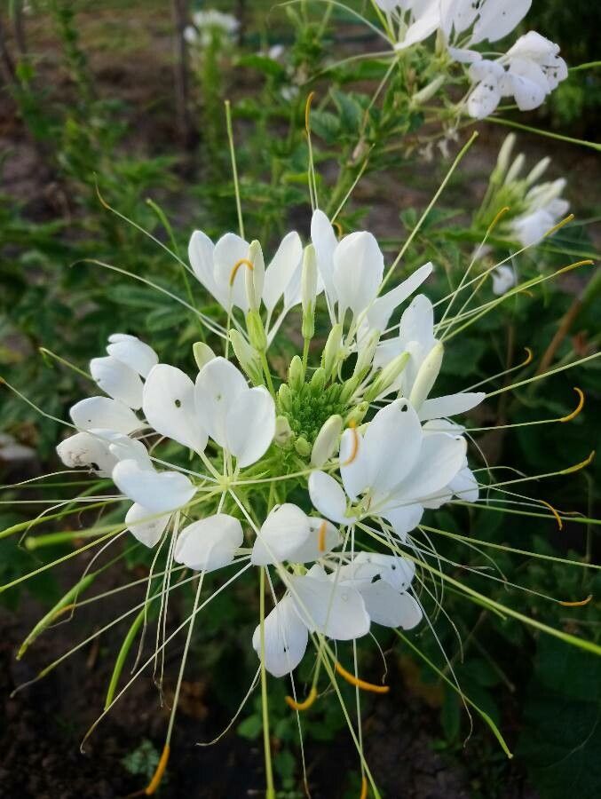 Cleoserrata speciosa flower