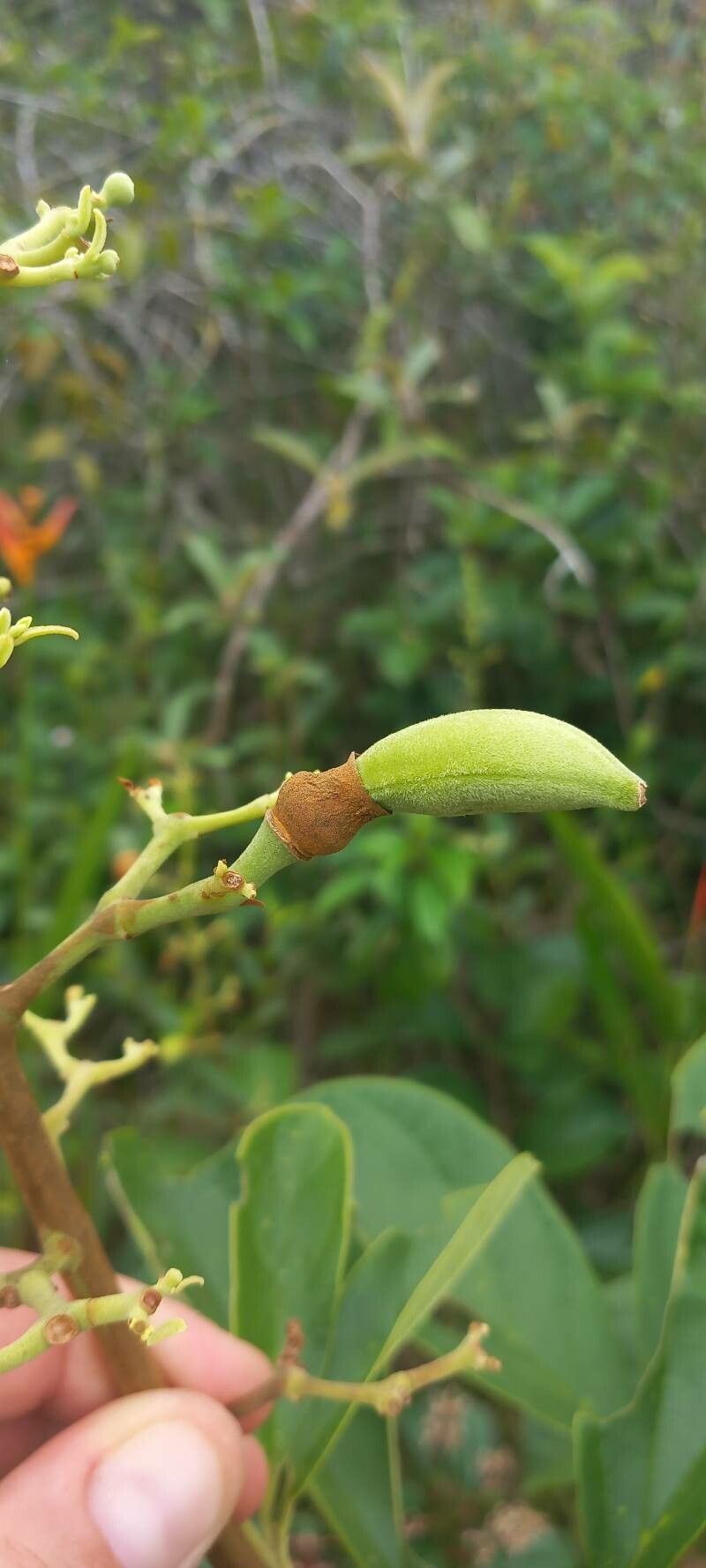 Amphilophium racemosum fruit
