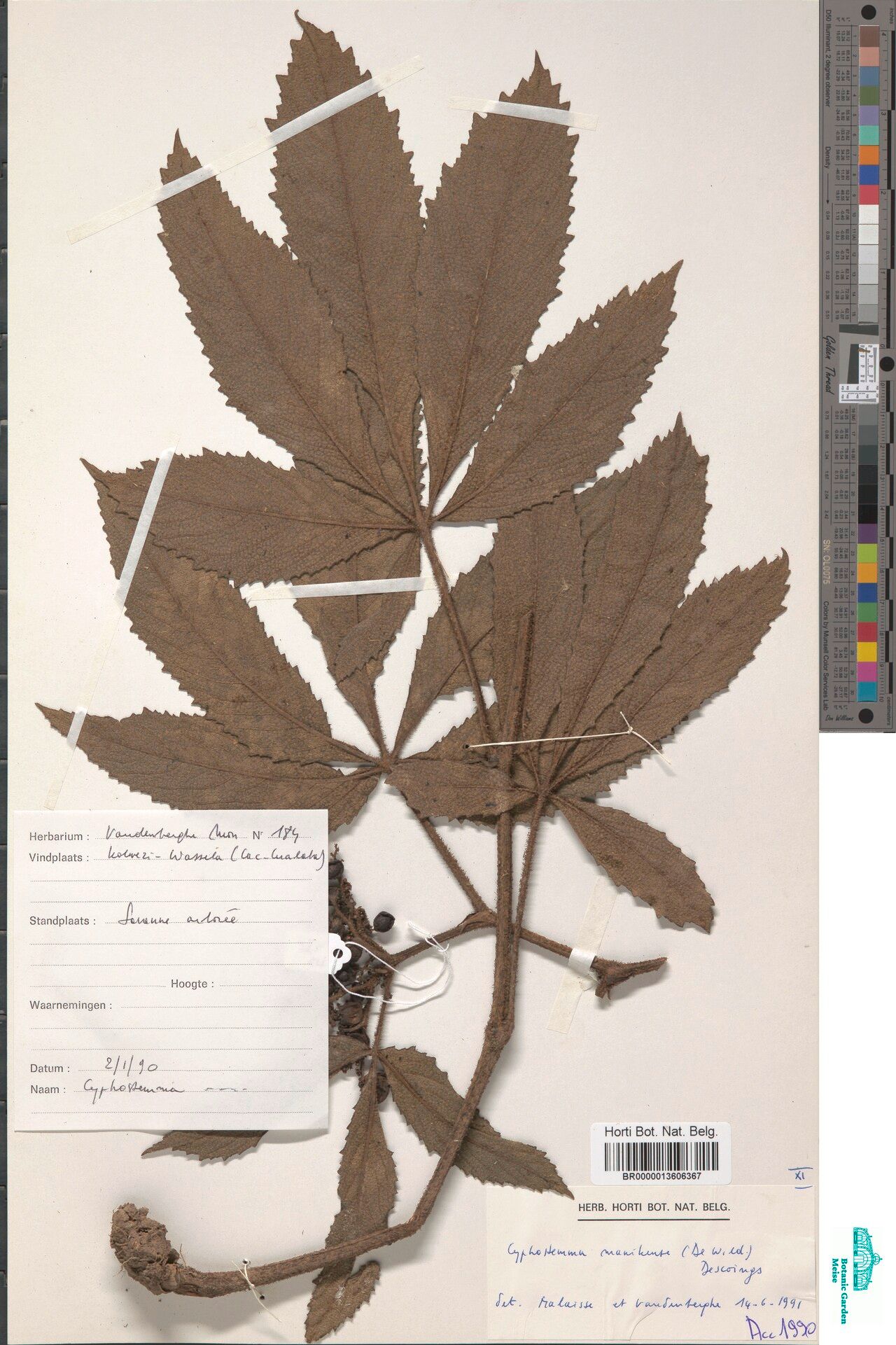 Cyphostemma manikense — houseplant care guide