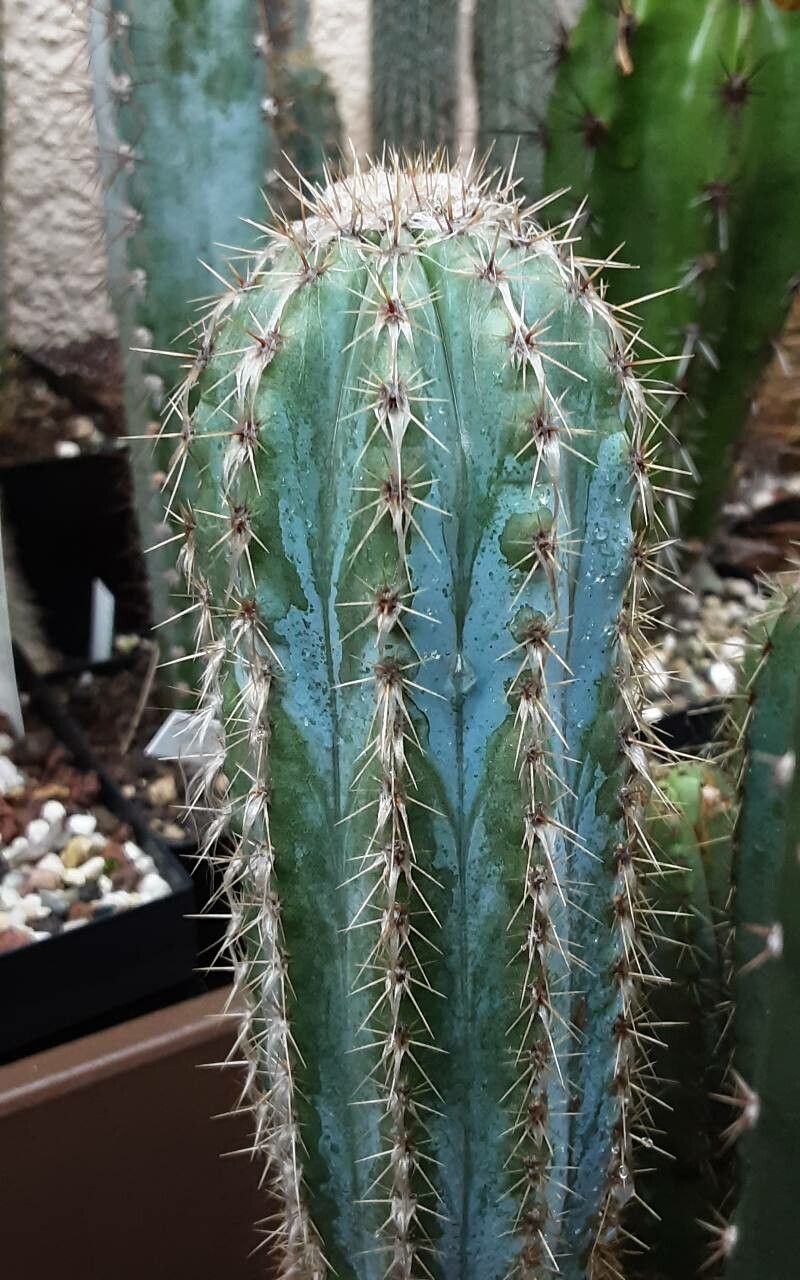 Pilosocereus alensis — related species from the same genus