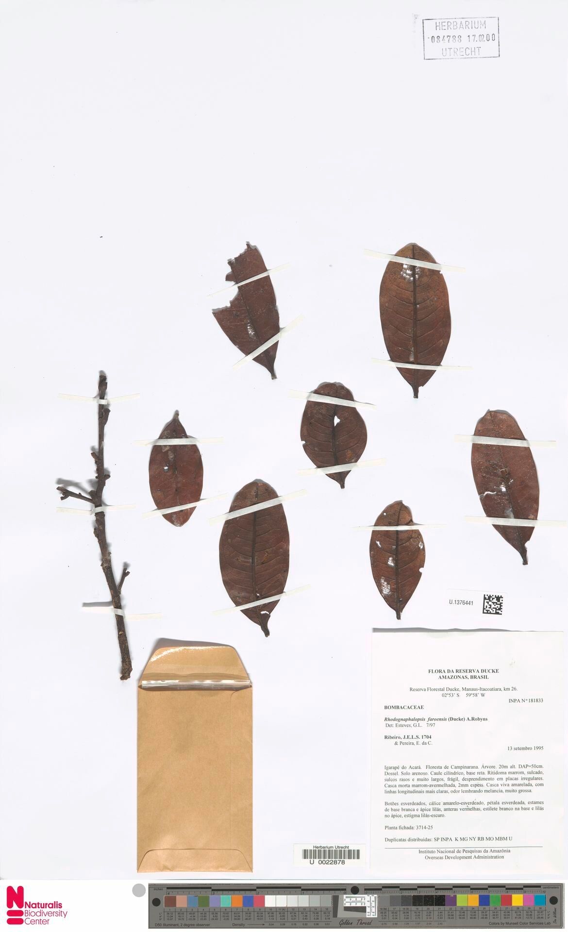 Pachira faroensis — houseplant care guide