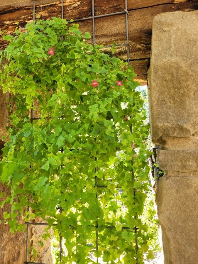 Maurandella antirrhiniflora other