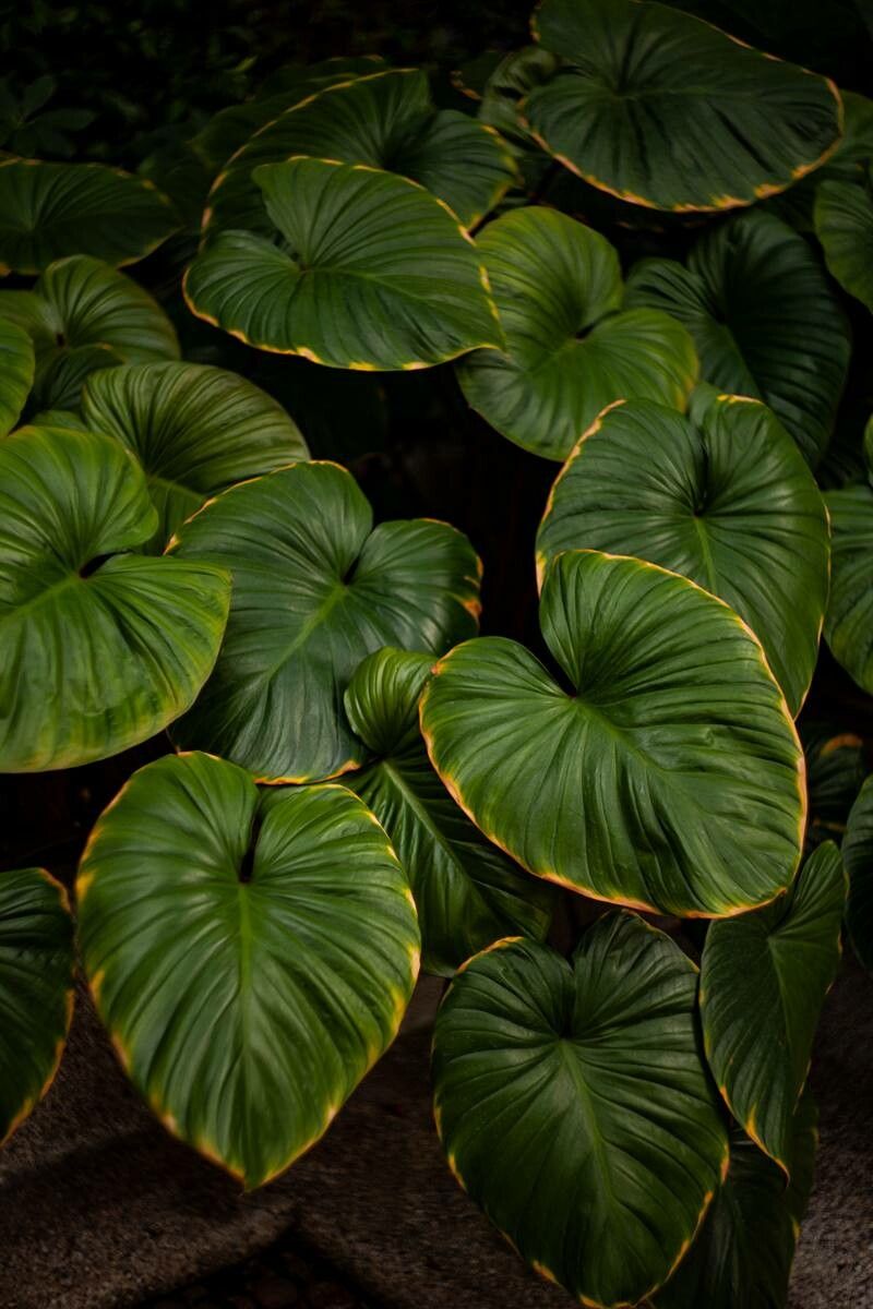 Homalomena occulta leaf