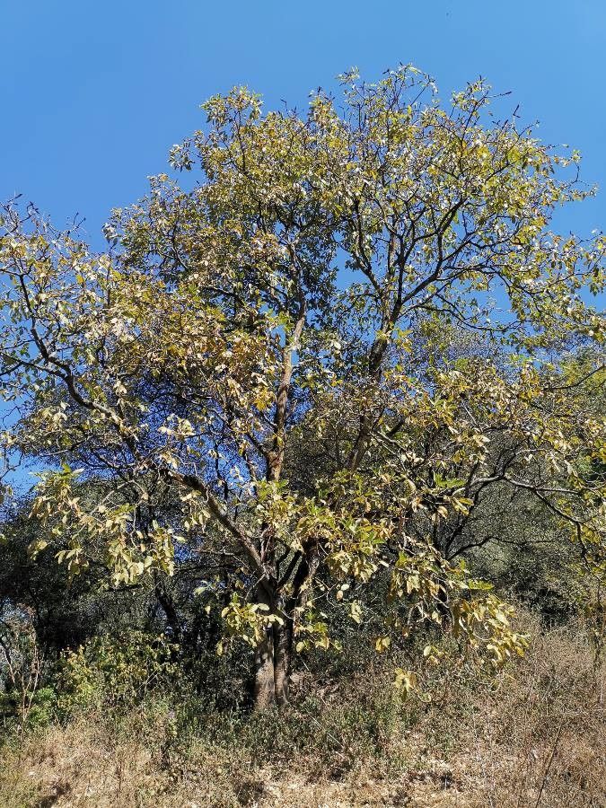 Erythrina brucei habit