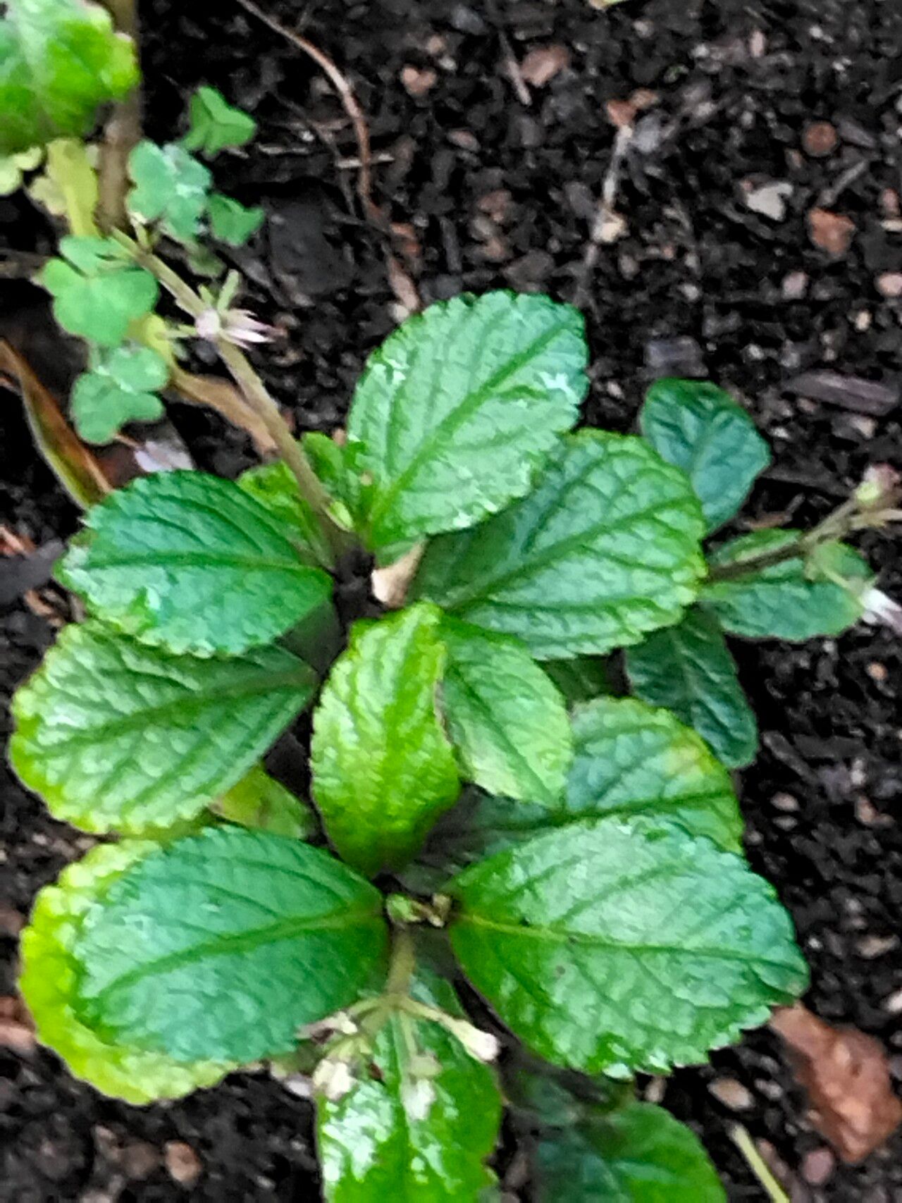 Plectranthus brevimentum habit