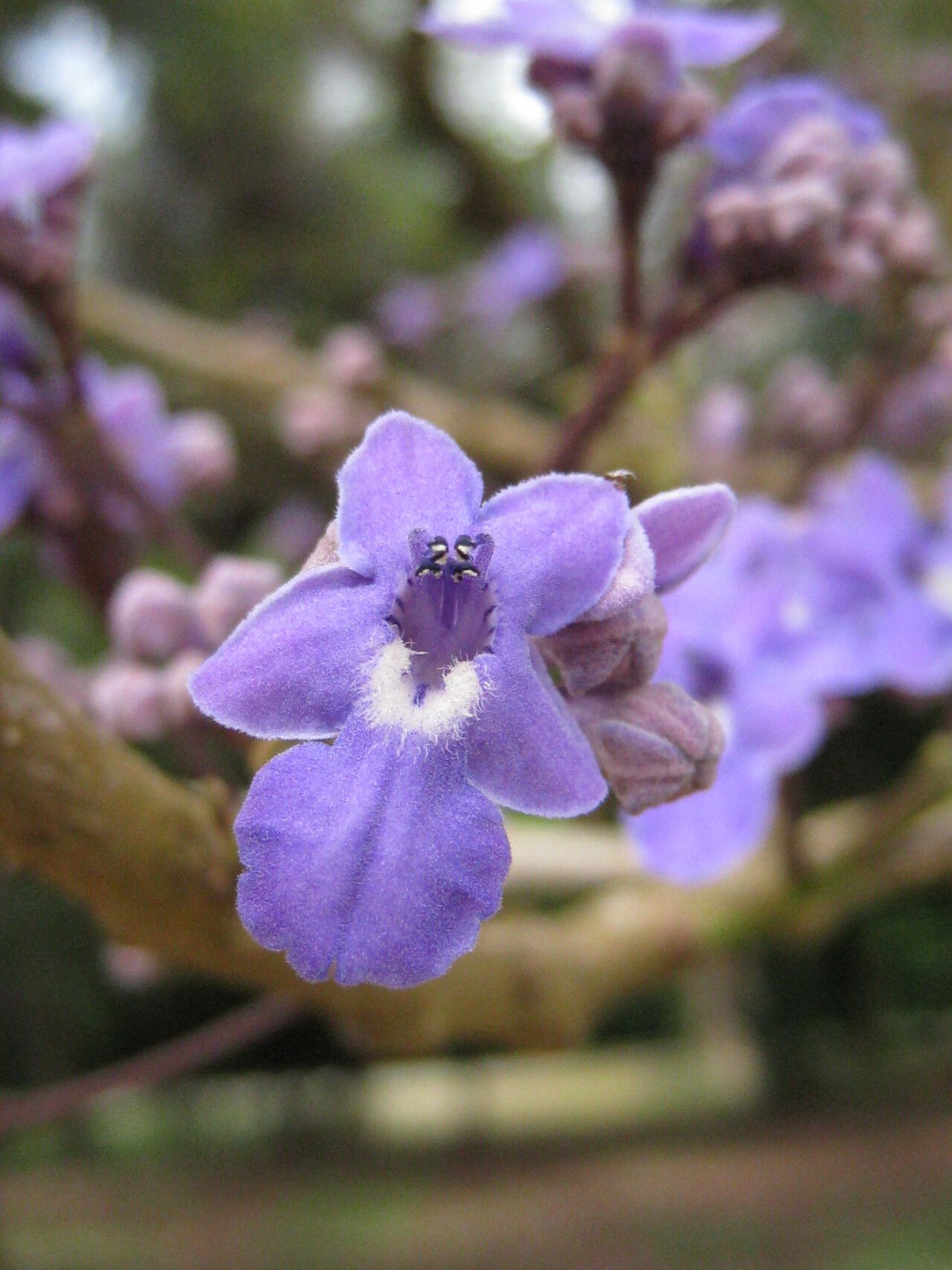 Vitex stahelii flower