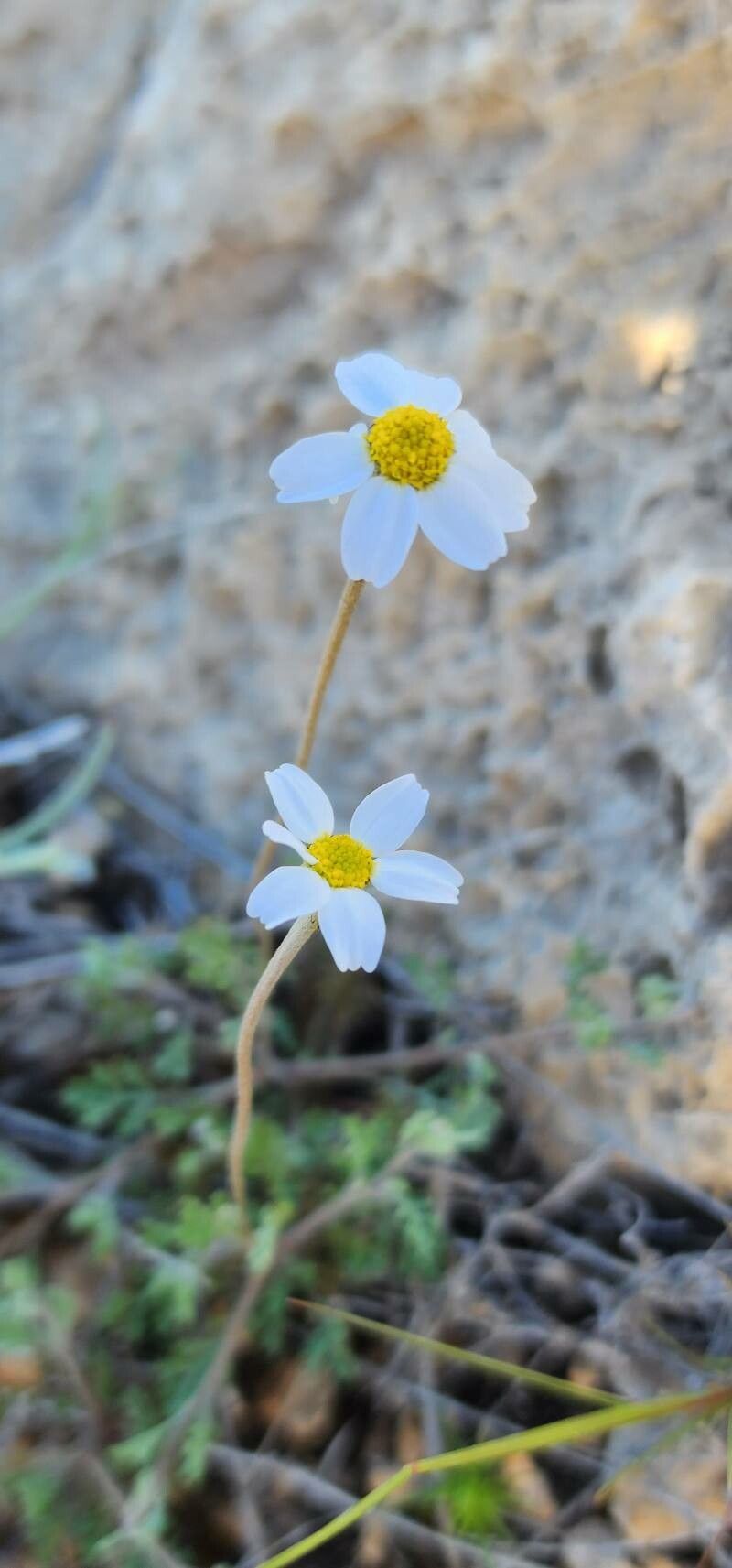 Anthemis odontostephana flower