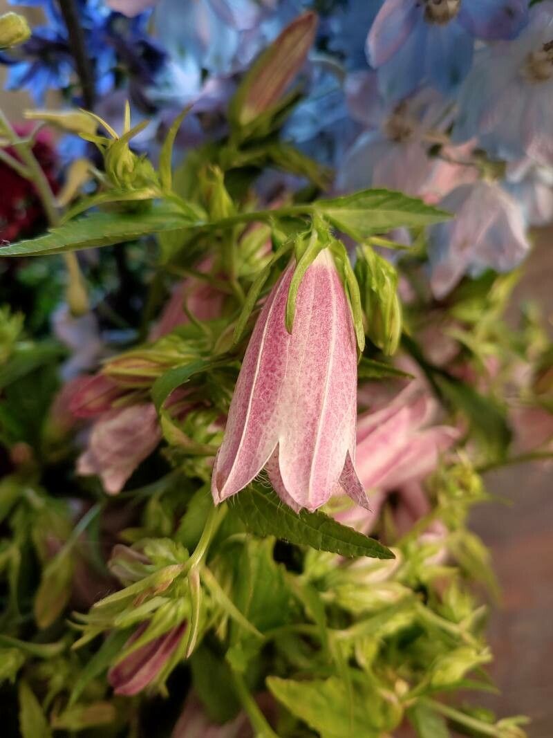 Campanula punctata flower