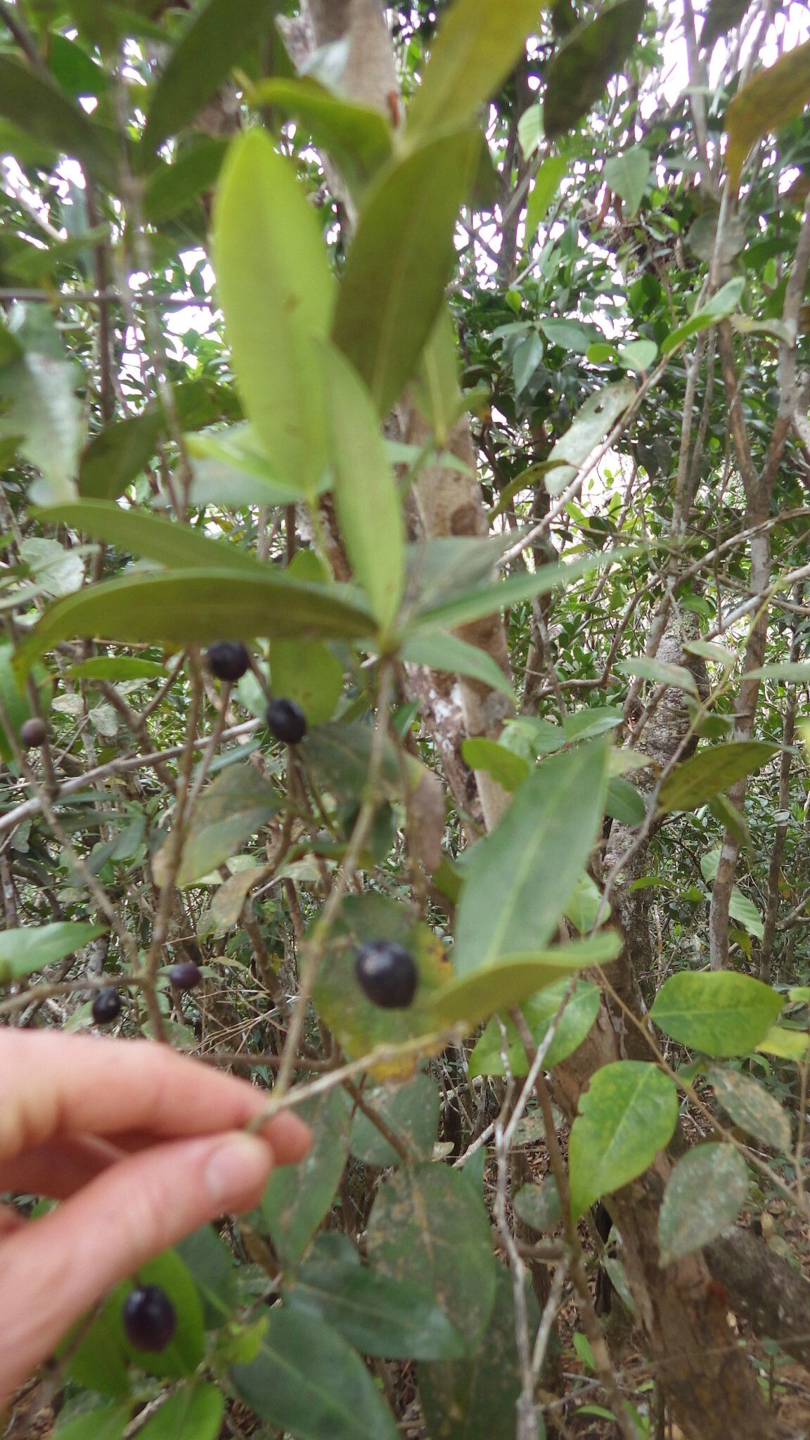 Memecylon mayottense — houseplant care guide