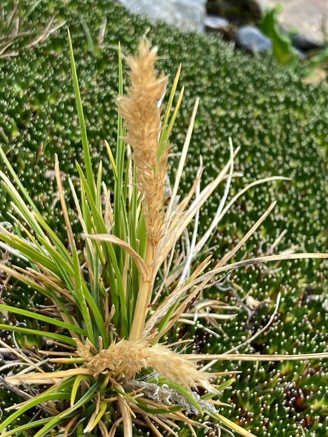 Cinnagrostis rigescens — houseplant care guide