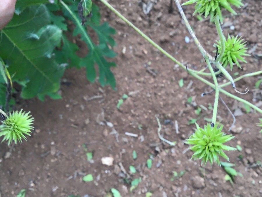 Montanoa grandiflora flower