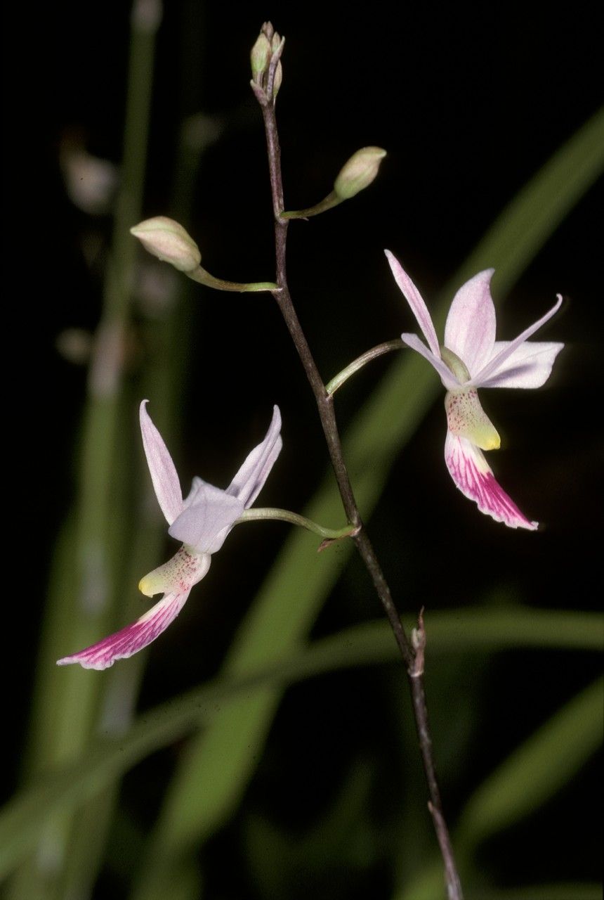 Barkeria shoemakeri — related species from the same genus