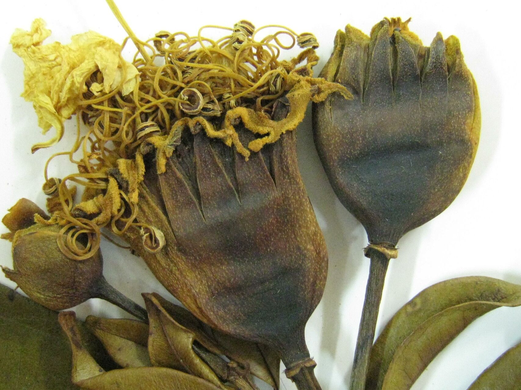 Lafoensia vandelliana other